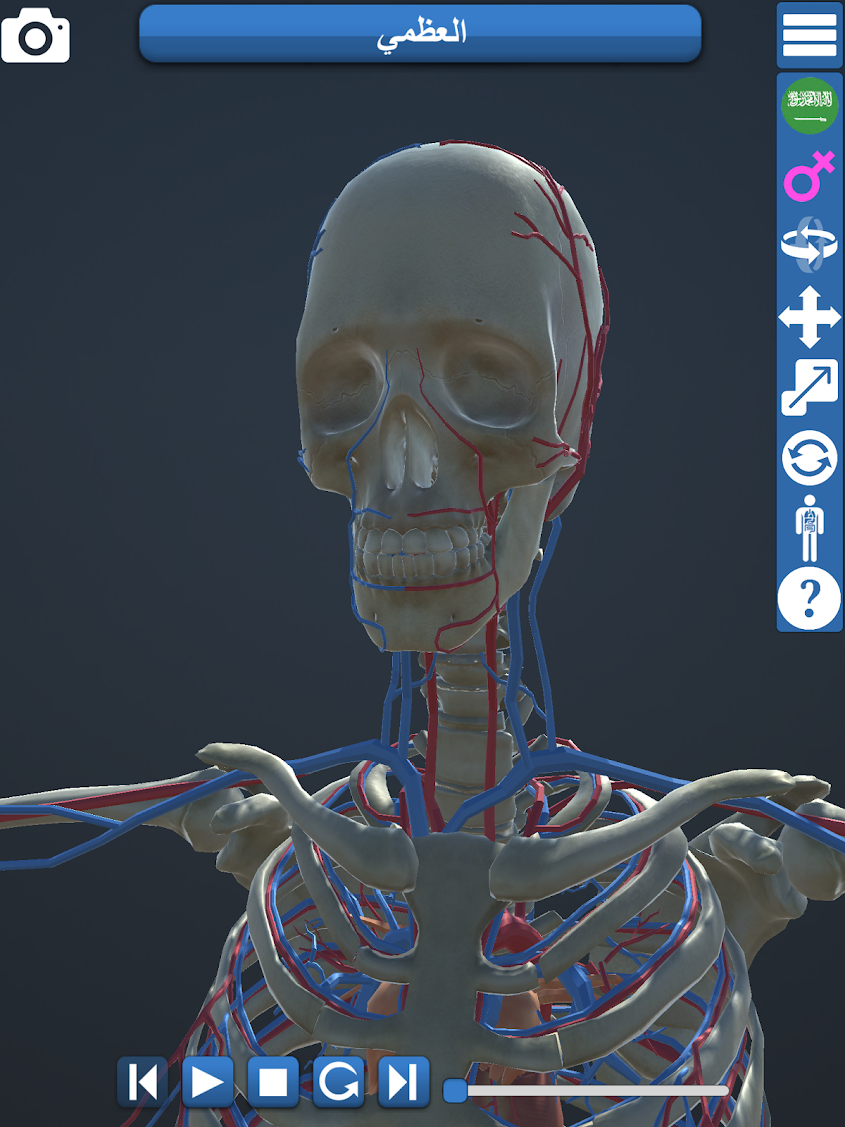 3D Anatomy