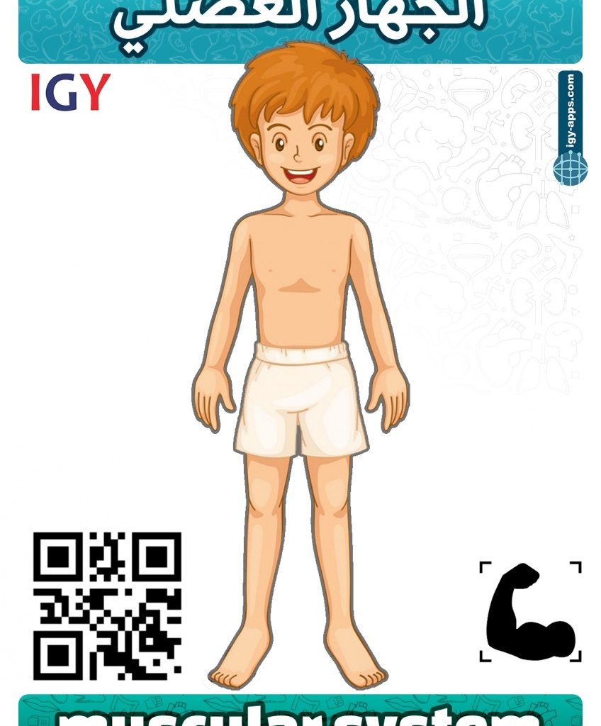 AR Flash Cards Anatomy