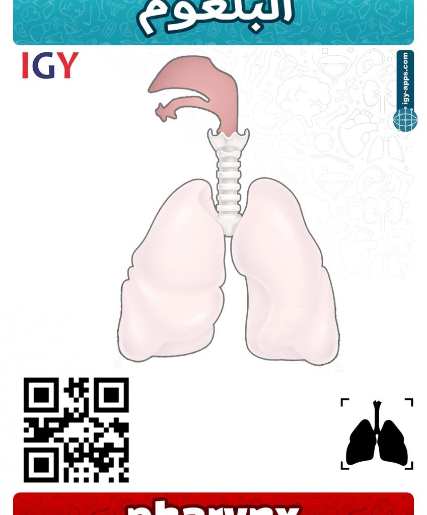 AR Flash Cards Anatomy