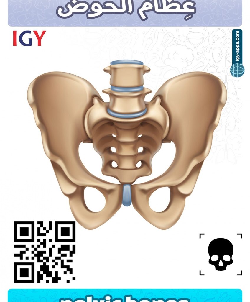 AR Flash Cards Anatomy