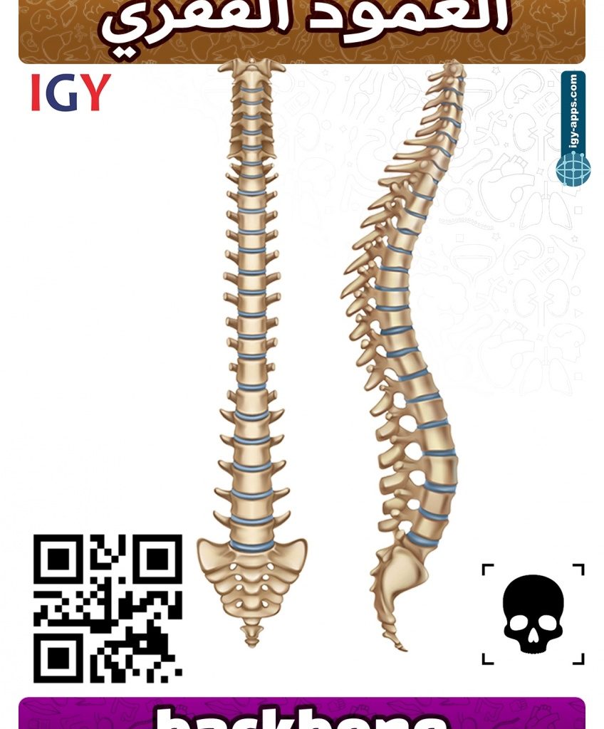 AR Flash Cards Anatomy