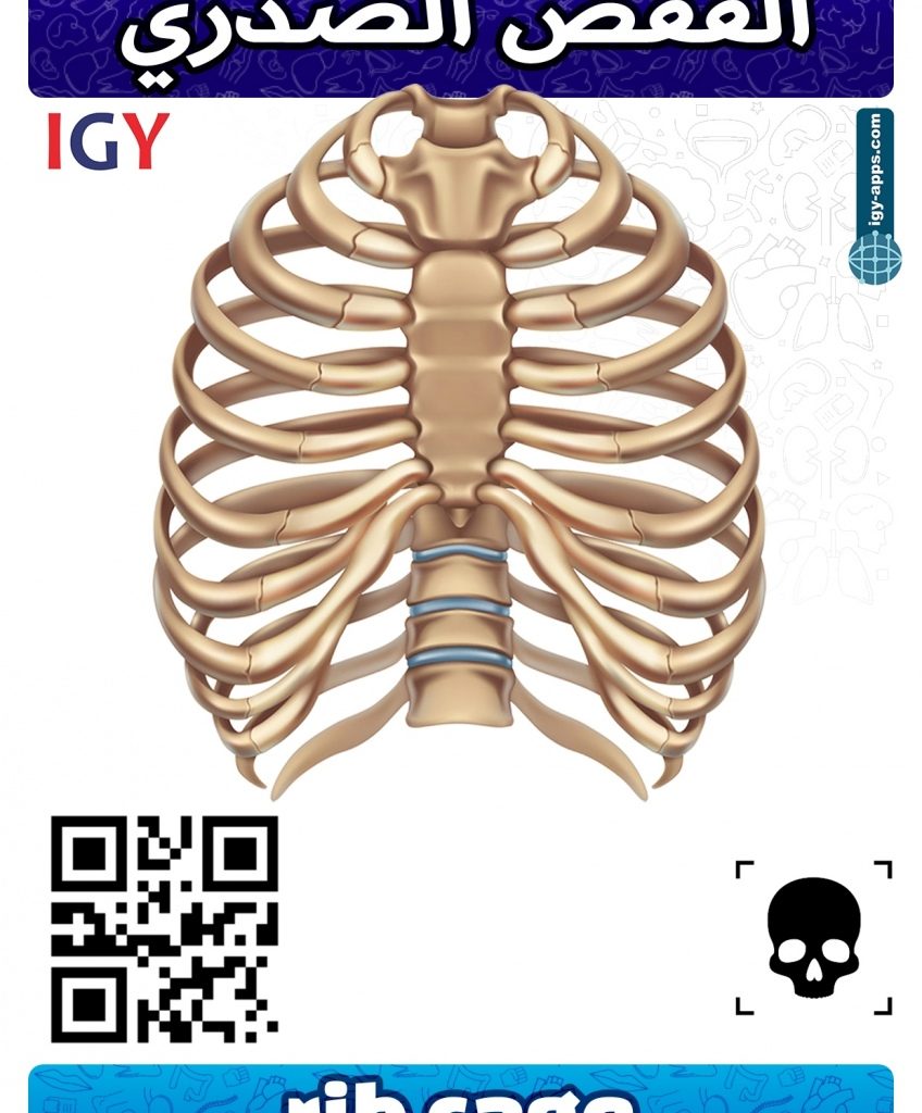 AR Flash Cards Anatomy