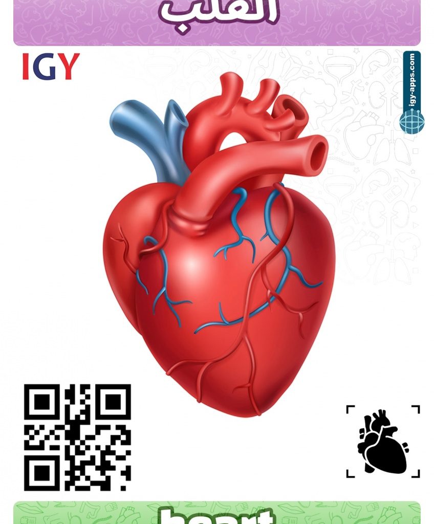 AR Flash Cards Anatomy