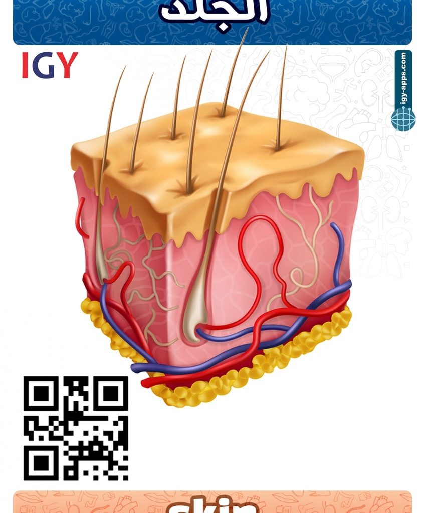 AR Flash Cards Anatomy