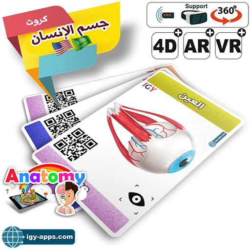 AR Flash Cards Anatomy