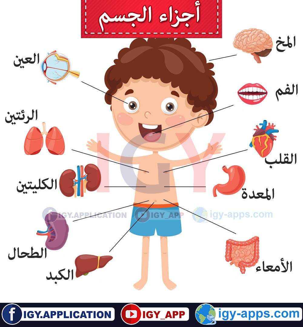 أجزاء جسم الإنسان عربي إنجليزي وسائل تعليمية Igy Apps Com