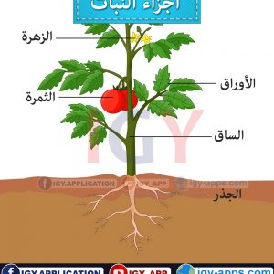 أجزاء النبات 🖨️ عربي - إنجليزي 🖨️ وسائل تعليمية