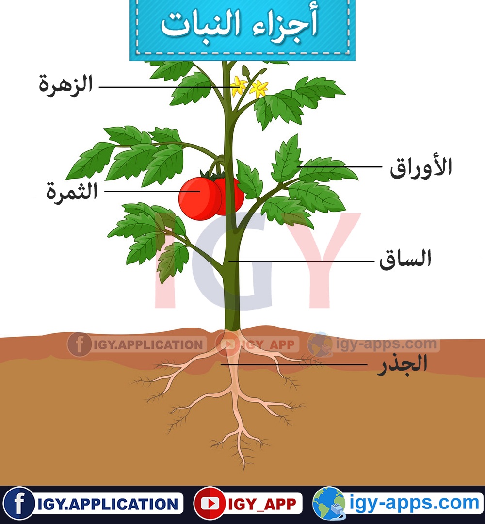 أجزاء النبات 🖨️ عربي إنجليزي 🖨️ وسائل تعليمية