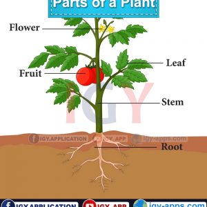 أجزاء النبات 🖨️ عربي - إنجليزي 🖨️ وسائل تعليمية