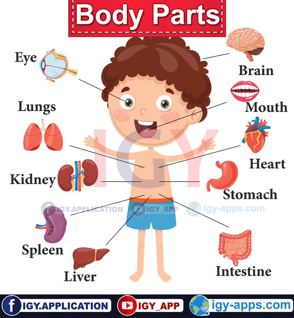 اعضاء جسم الانسان انجليزي