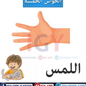 الحواس الخمسة 🖨️ عربي - إنجليزي 🖨️ وسائل تعليمية