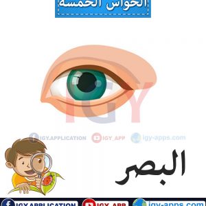 الحواس الخمسة 🖨️ عربي - إنجليزي 🖨️ وسائل تعليمية