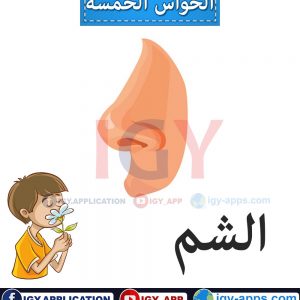 الحواس الخمسة 🖨️ عربي - إنجليزي 🖨️ وسائل تعليمية