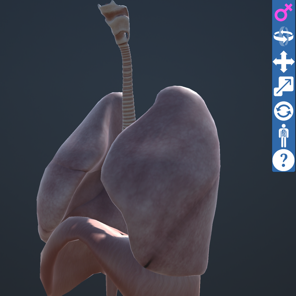 تشريح جسم الإنسان 3D