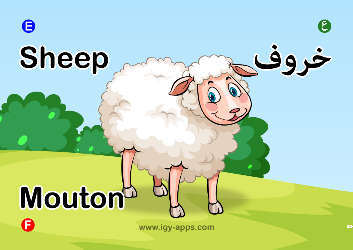 AR Kids Kit Animals Flash Cards