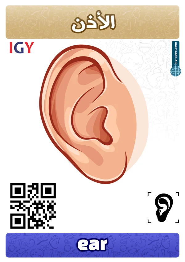 أذن — Ear