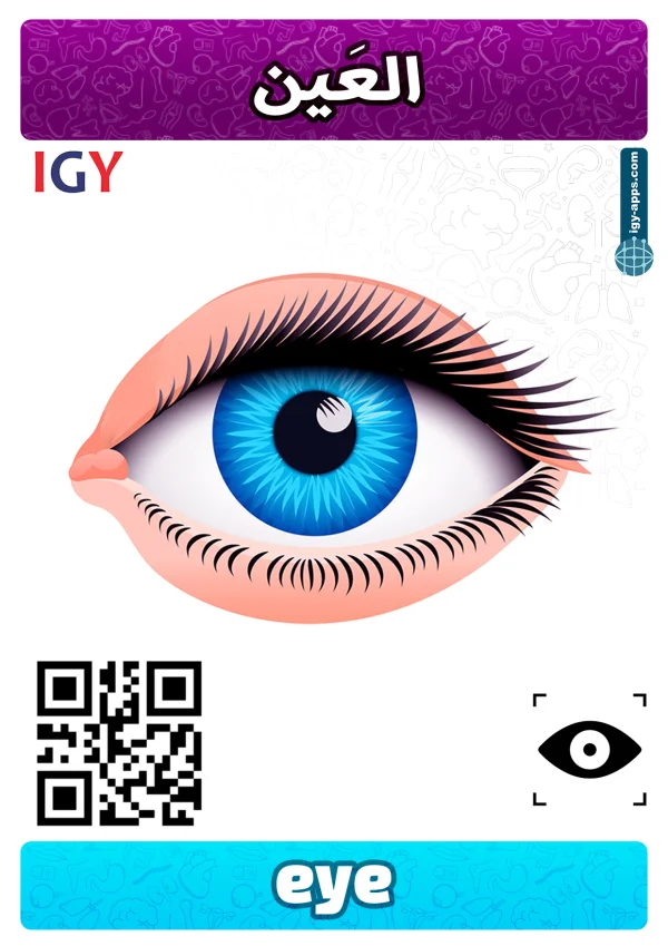 عين — Eye