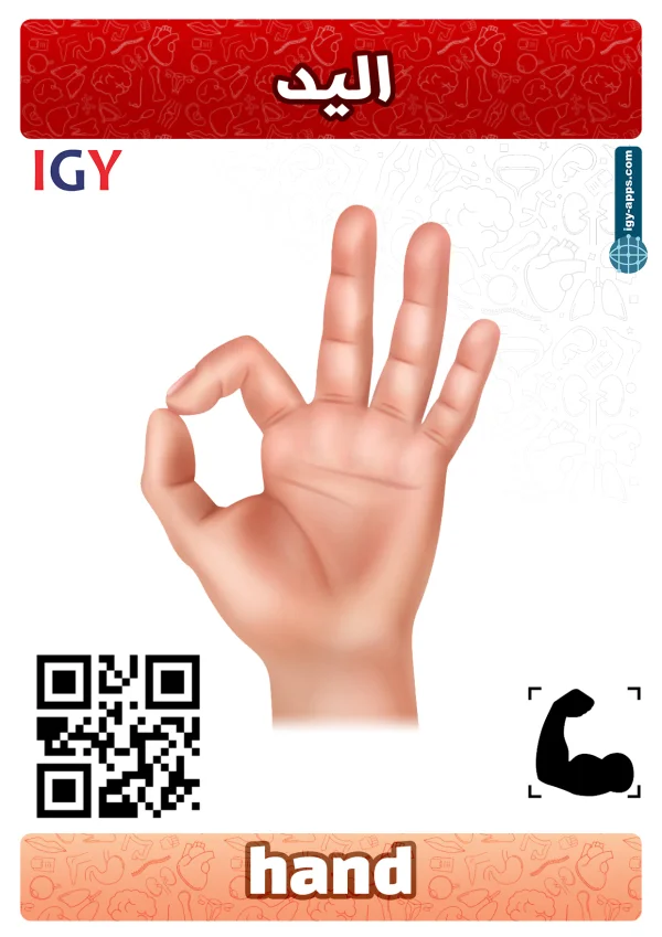 يد — Hand