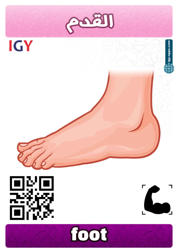 قدم — Foot