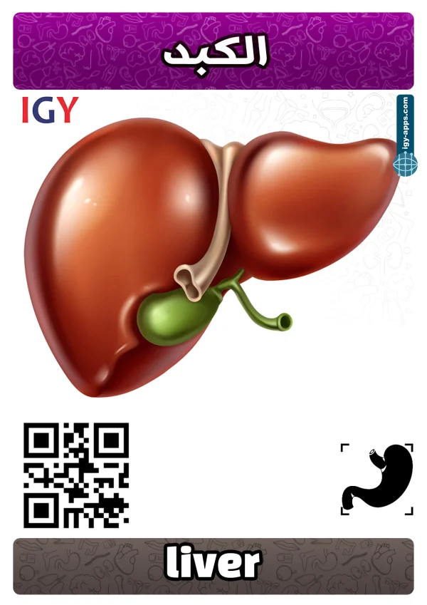 كبد — Liver