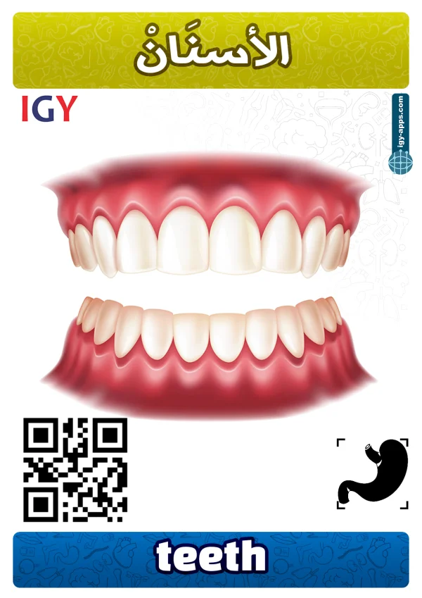 أسنان — Teeth