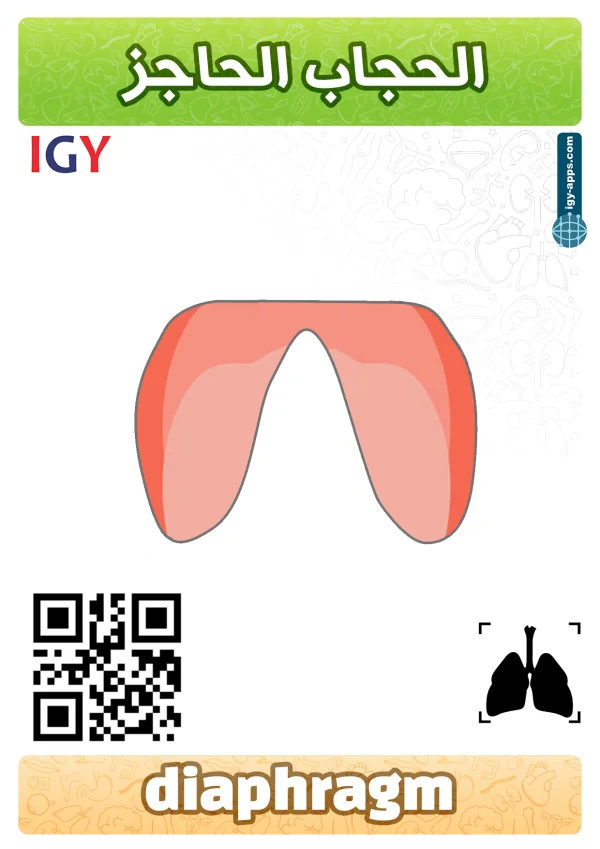 حجاب حاجز — Diaphragm