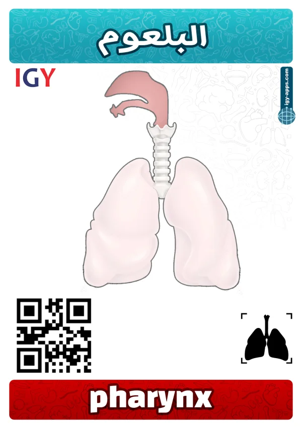 بلعوم — Pharynx