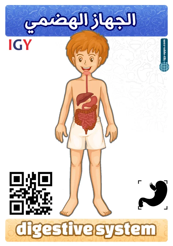 الجهاز الهضمي — Digestive System