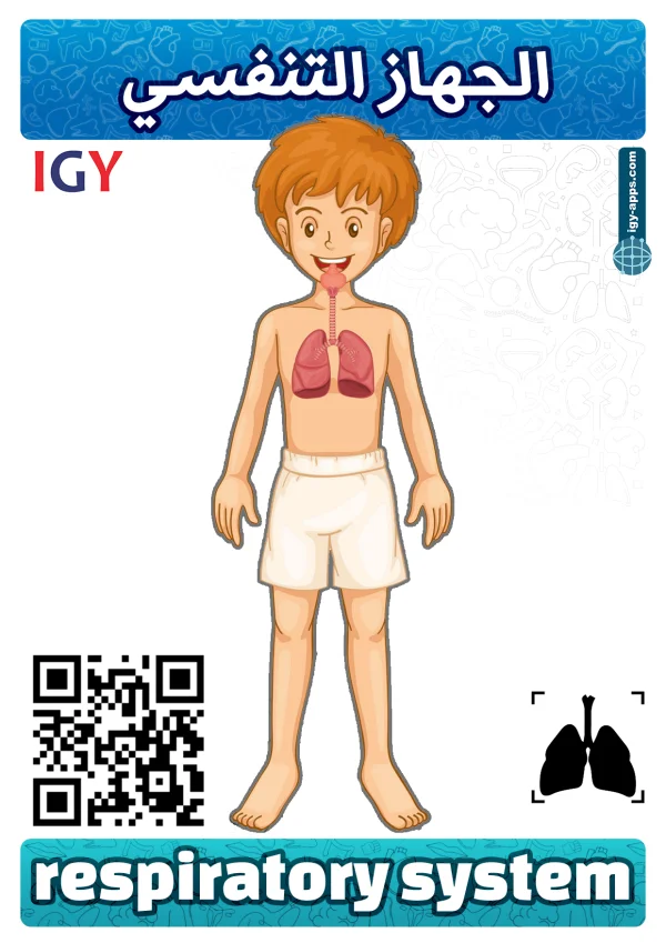 الجهاز التنفسي — Respiratory System