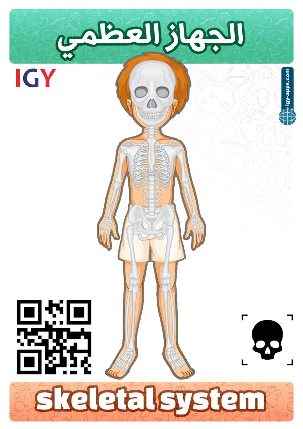 الجهاز العظمي — Skeletal System