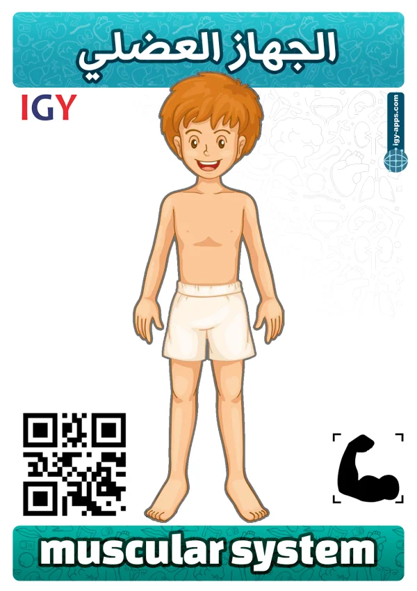 الجهاز العضلي — Muscular System