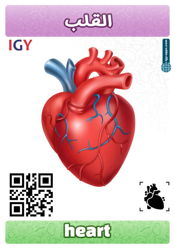 قلب — Heart