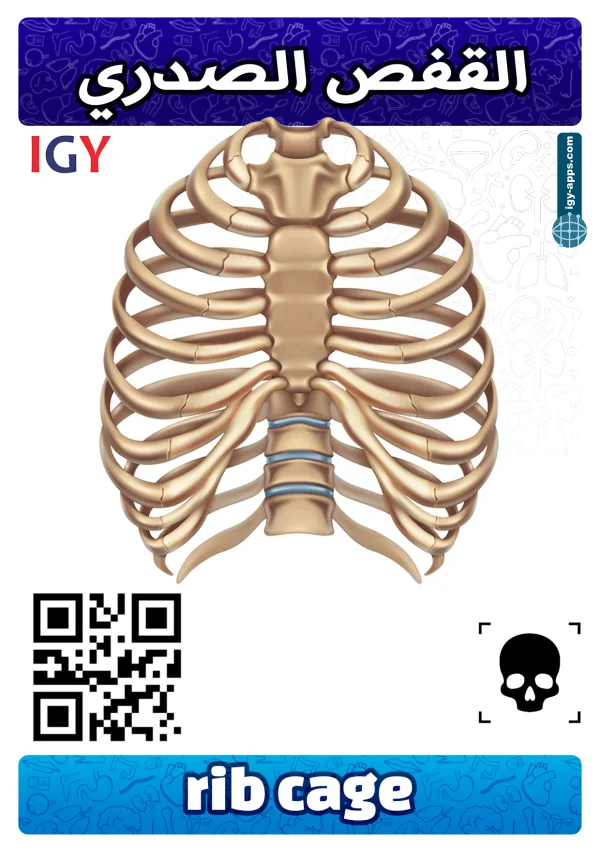 قفص صدري — Rib Cage