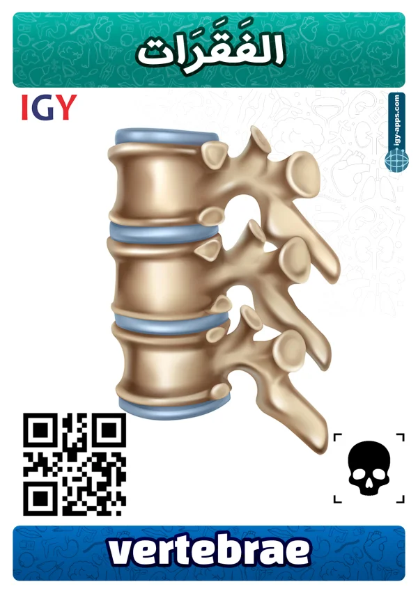 فقرات — Vertebrae