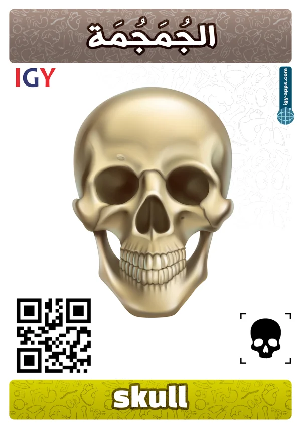 جمجمة — Skull