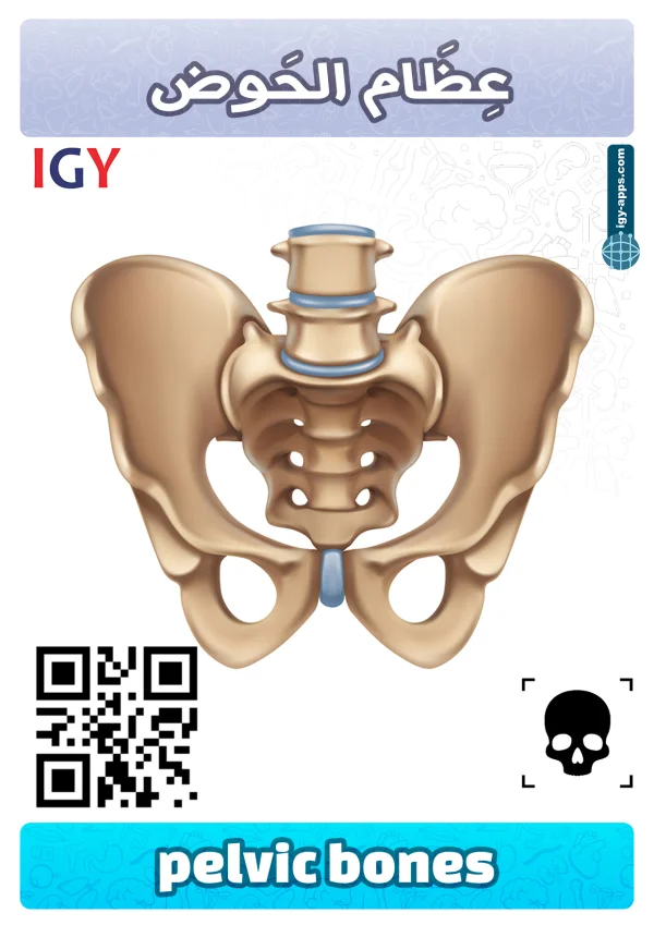 عظام الحوض — Pelvic Bones