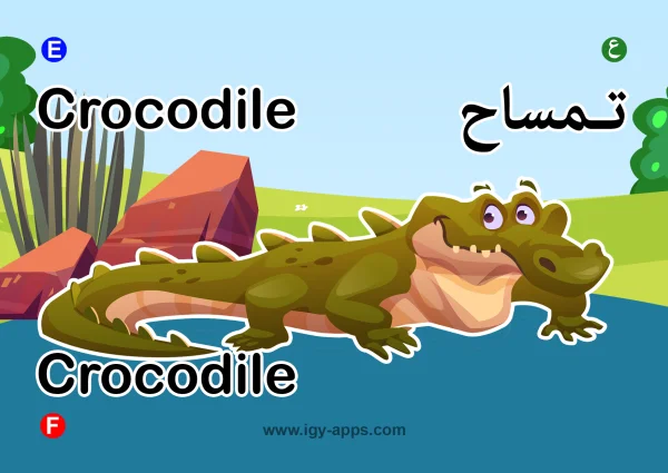 تمساح — Crocodile