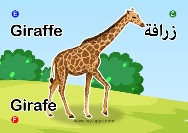 زرافة — Giraffe