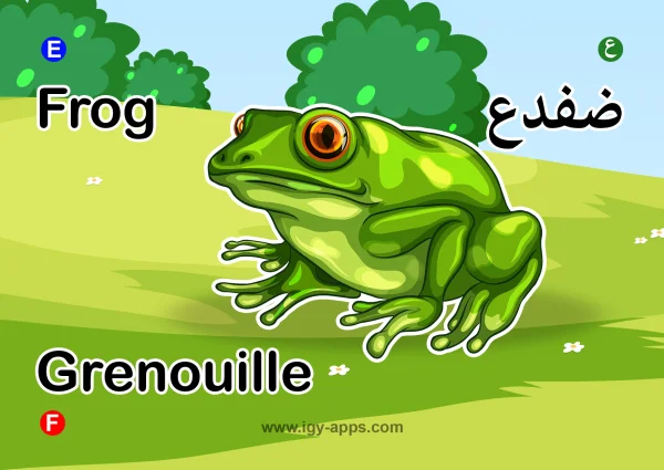 ضفدع — Frog