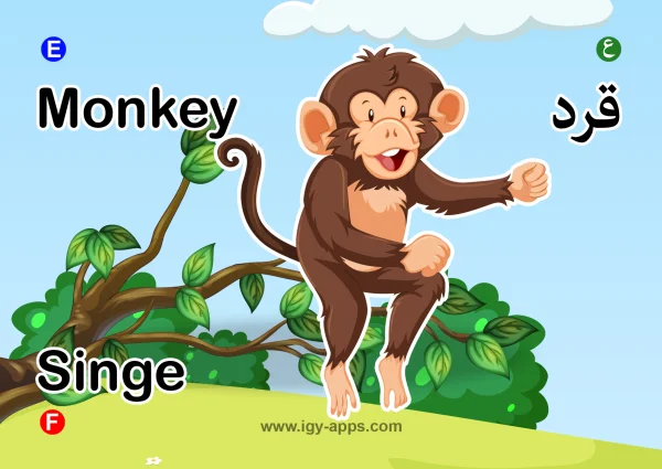 قرد — Monkey