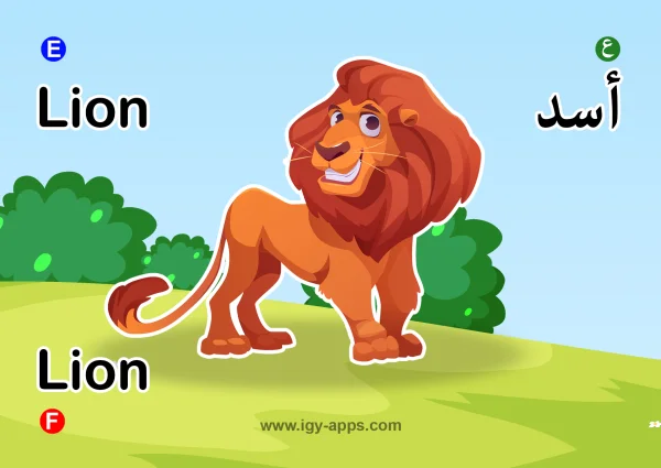 أسد — Lion