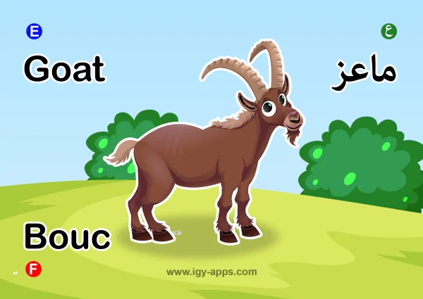 ماعز — Goat