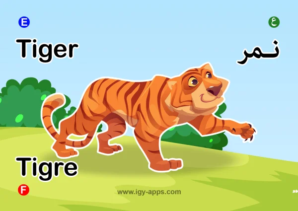 نمر — Tiger