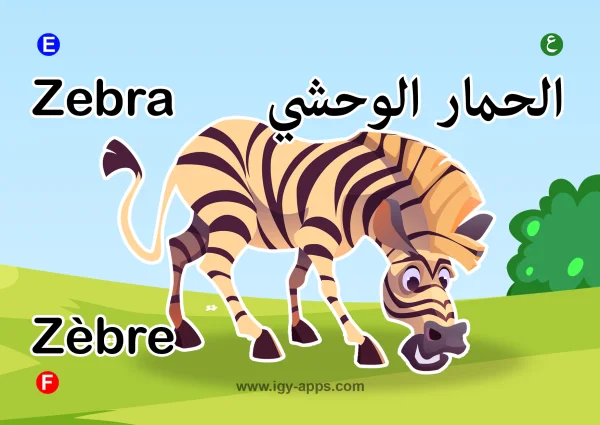 حمار وحشي — Zebra