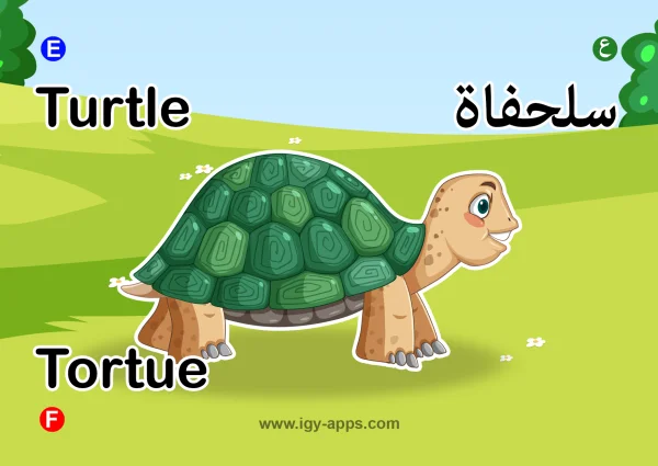 سلحفاة — Turtle