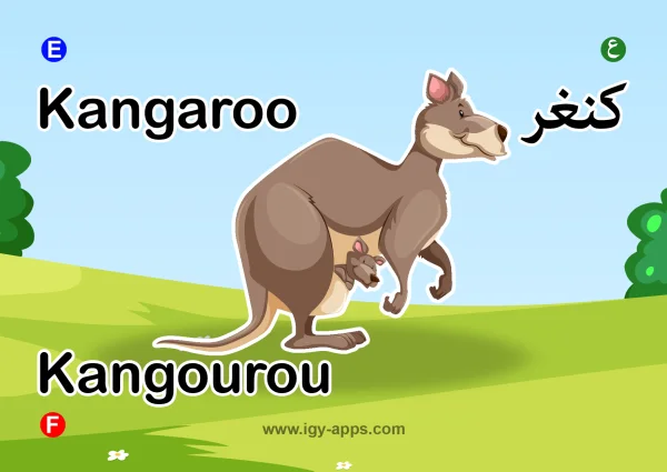 كنغر — Kangaroo