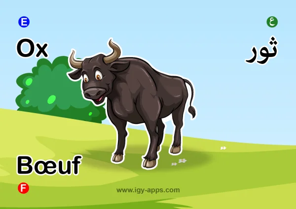 ثور — Ox