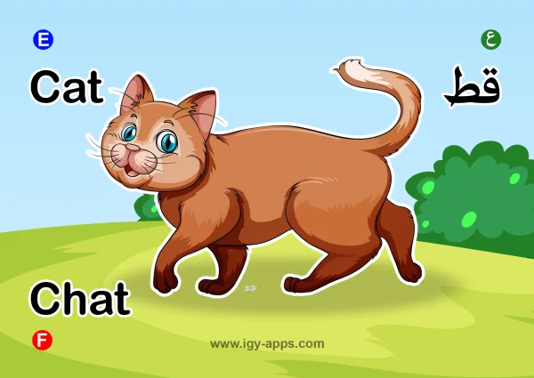 قطة — Cat
