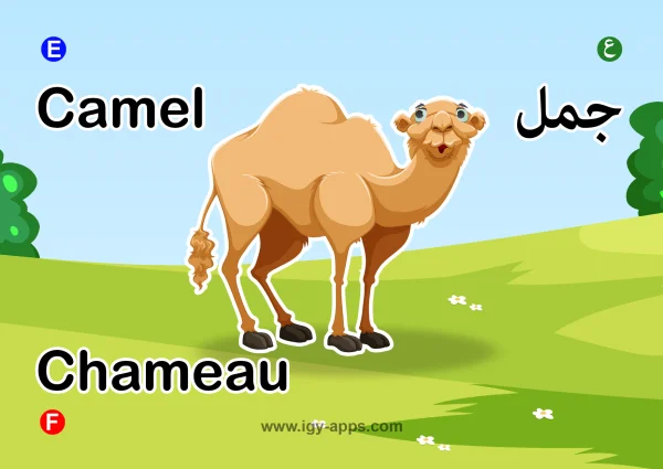 جمل — Camel