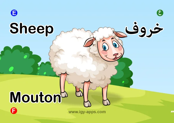 خروف — Sheep
